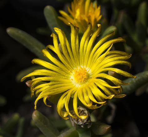 Ice Plant Flower I Photographed These Ice Plant Flowers Wh Flickr