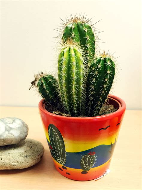1 Large Cactus Evergreen Indoor Office Plant In Ceramic Pot Cacti