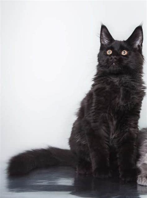 Black Maine Coon Cats Photos Personality Color And Facts
