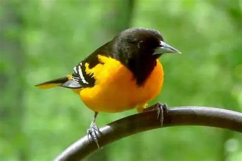 25 Backyard Birds In North Carolina Pictures Facts Bird Feeder Hub