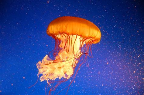 Pacific Sea Nettle Animal Facts And Information