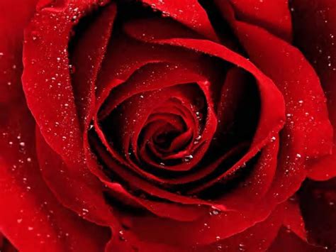Messages can include arbitrarily nested structures and arrays (much like c structs). red roses, most popular rose, rose wallpapers, beautiful ...