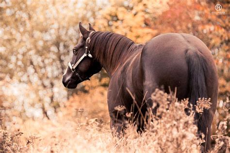 #herbst #shooting #love #stall #pferd #blätter. Photos • Hautmann - Photo & Design