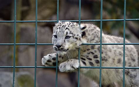 Snow Leopard Panthera Uncia Kitten Close Up Animals In The Wild