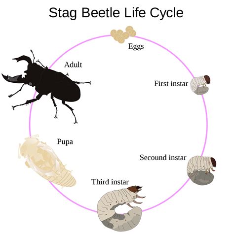 55 Hd What Are The Stages Of A Beetle Insectza