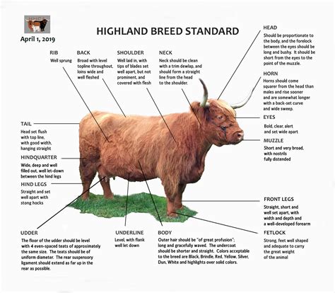Heartland Highland Cattle Association Highland Breed Standards