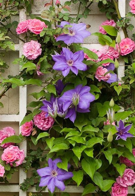 Pink Roses And Purple Clematis Climbing Roses Beautiful Flowers