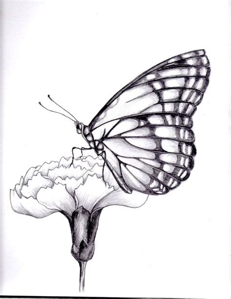 Realistic Butterfly Sketch At Paintingvalley Com Explore Collection