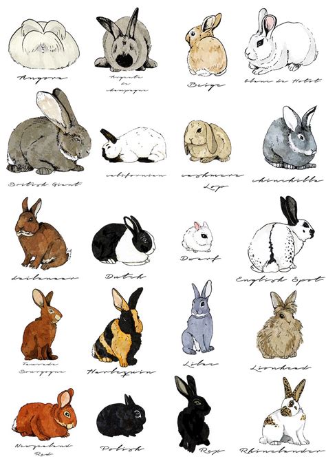 Wall Art Types Of Rabbits By Katherine Blower Premium Poster A4