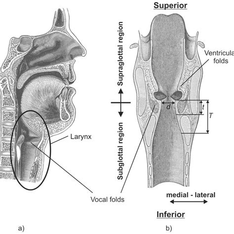 Schematic Of The Human Larynx Framework Based On Gray 6 A
