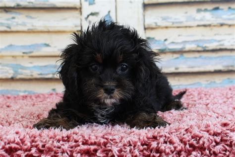 If you plan on getting one from a breeder, expect a cavapoo puppy's average price to be around $1500. Puppies for sale - Cavapoo, Cavapoos - ##f_category## in Eden Valley, Minnesota