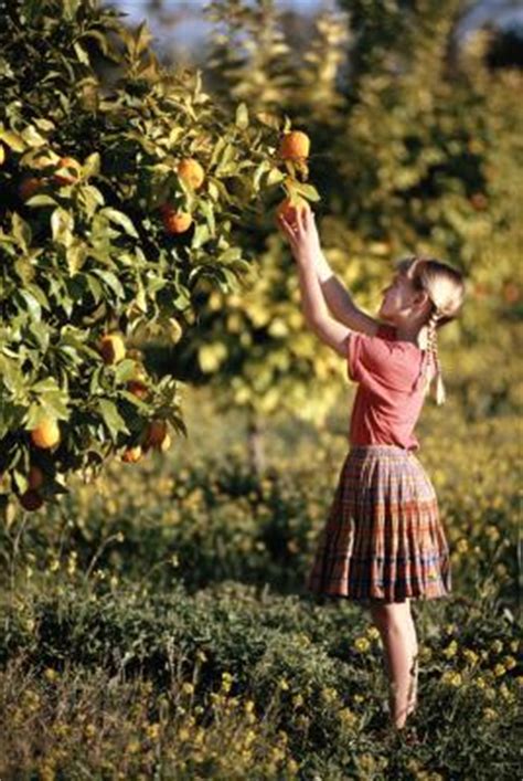 Spraying apricot trees for pests doesn't stop with the coming of spring. When Should I Copper Sulfate My Fruit Trees? | Home Guides ...