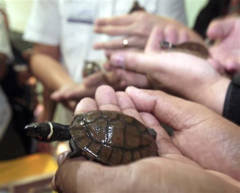 Rare Turtles Returned To Philippines