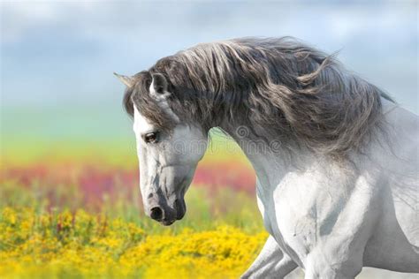 Horse In Flowers Meadow Stock Photo Image Of Male Horizontal 136939294