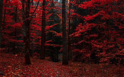 Download Wallpaper 2560x1600 Autumn Forest Trees