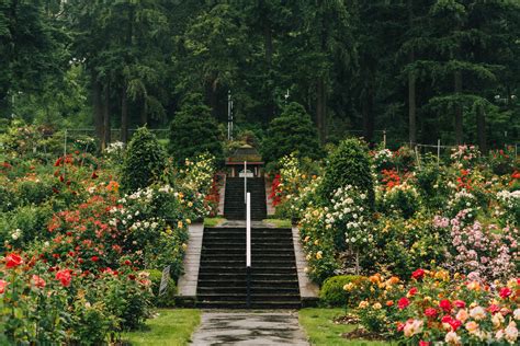 Locals Guide To The Portland Rose Garden And Advice