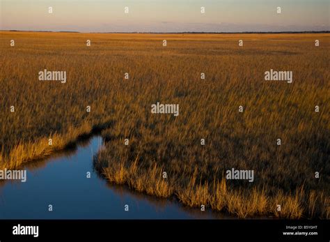 Salt Marsh Cordgrass Hi Res Stock Photography And Images Alamy