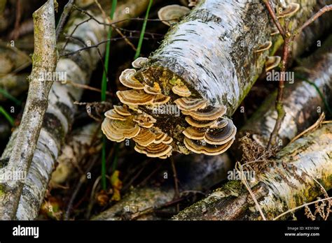 Silver Birch Tree Trunk Fungus Hi Res Stock Photography And Images Alamy