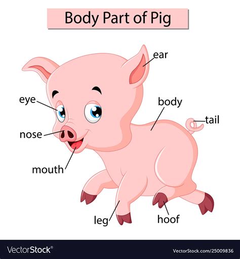 This worksheet will help your child identify the different parts of the body by asking them to fill in the blanks on the diagram. Diagram showing body part pig Royalty Free Vector Image