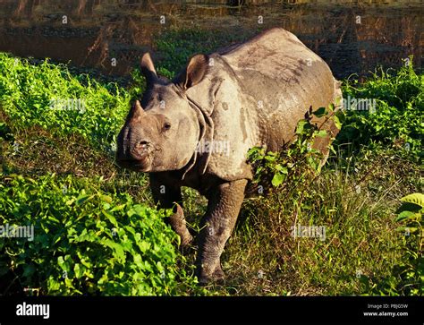 Indian One Horned Rhinoceros At Royal Chitwan National Park In Nepal