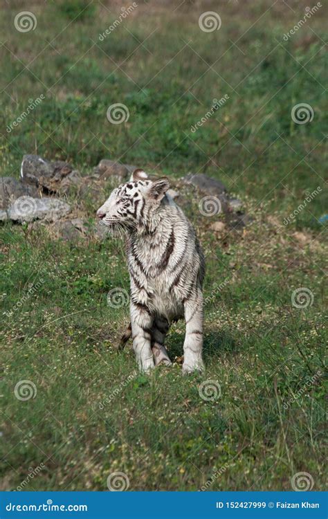 Playful Young White Tiger Cub In India Stock Image Image Of Forests