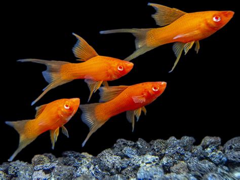 Hi Fin Red Eye Blood Red Lyretail Swordtail Aquatic Arts On Sale