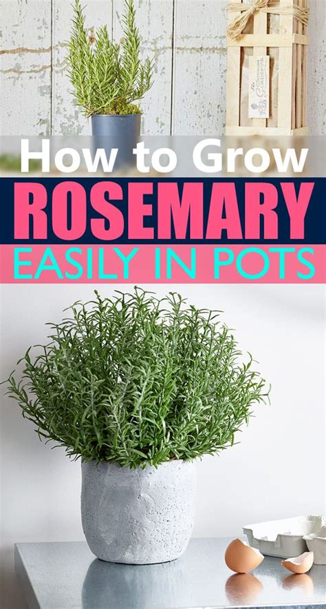 How To Grow Rosemary Easily In Small Space Growing Rosemary Growing