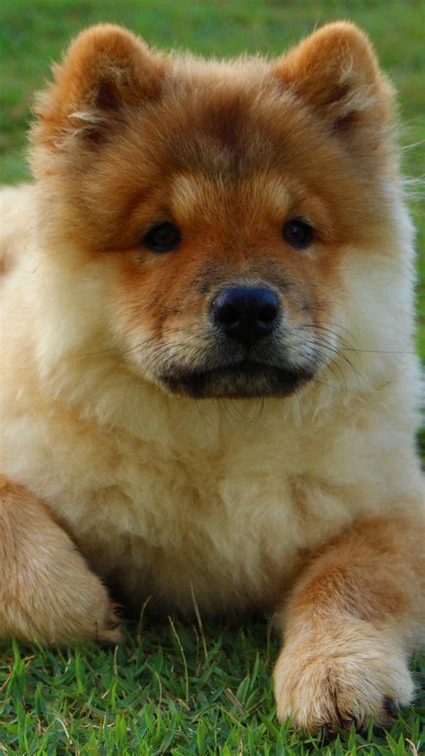 Chow Chow Wallpaper 47 Pictures