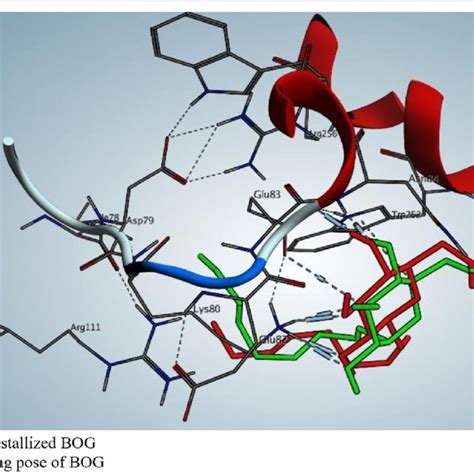 2d Docking Pose Interaction Diagrams With The Key Amino Acids In Human