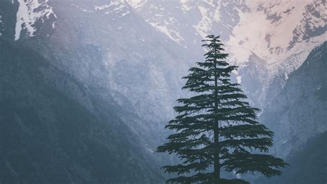 Closeup View Of Spruce Tree Branches Snow Capped Mountains Background