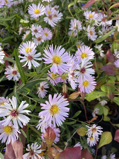 Symphyotrichum Prairie Sky The Beth Chatto Gardens