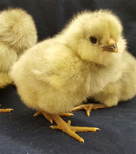 Splash Ameraucana Chicken For Sale Cackle Hatchery®