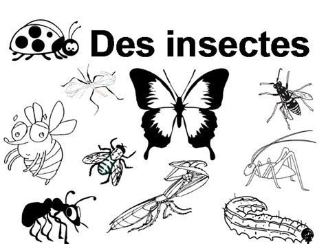 Maternelle De 1 à 10 Avec Des Insectes