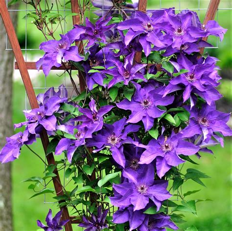 Clematis The President Easy To Grow Bulbs