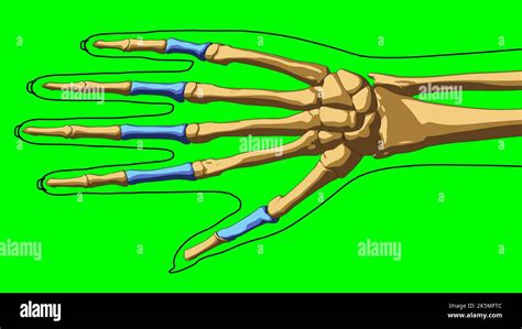 Anatomía Del Esqueleto Humano Falanges Proximales Huesos Para Concepto