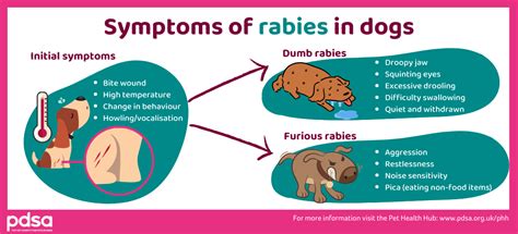 Rabies In Dogs Pdsa