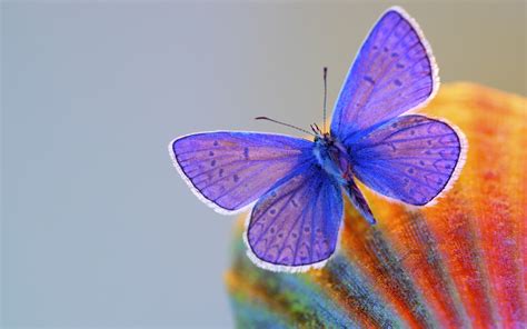 Wallpaper Wings Butterfly Insect Blue Color Flower Petal Wing