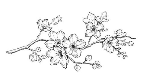 Cherry Blossom Tattoos Illustrations Royalty Free Vector Graphics