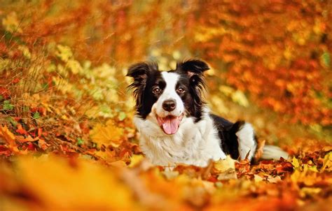 Fall Wallpaper With Dogs Hd Wallpapers