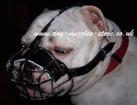 Our english bulldog muzzles are designed for special bulldog flat snout form. English Bulldog Muzzle UK | Bulldog Muzzles UK Bestsellers!
