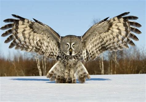 Owls Wings Key To Beating Wind Turbine Noise Science News Tasnim News Agency