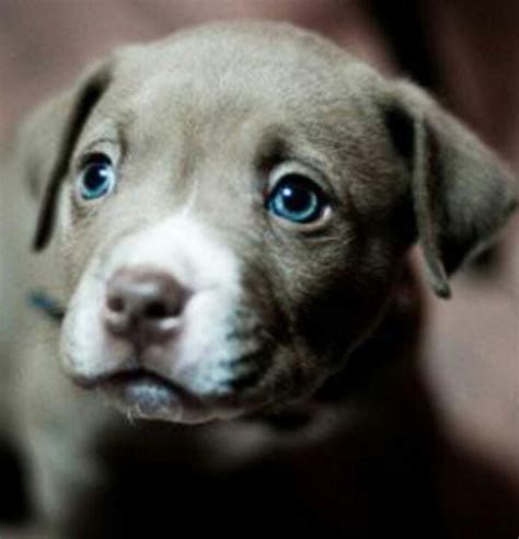 Brown Pitbull Puppy With Blue Eyes Images And Pictures Becuo