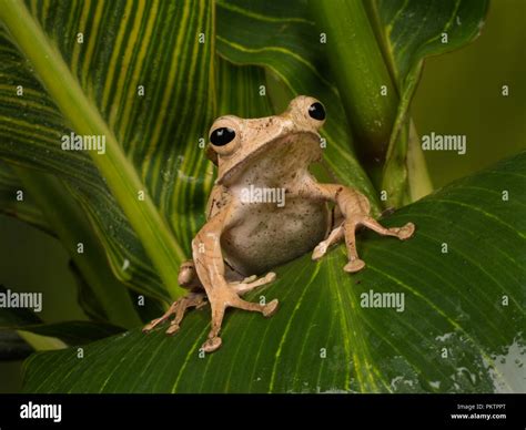 File Eared Tree Frog Borneo Eared Frog Or Bony Headed Flying Frog