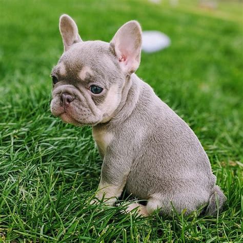 I have got an amazing boy for sale. French Bulldog Puppies For Sale | Phoenix, AZ #328543