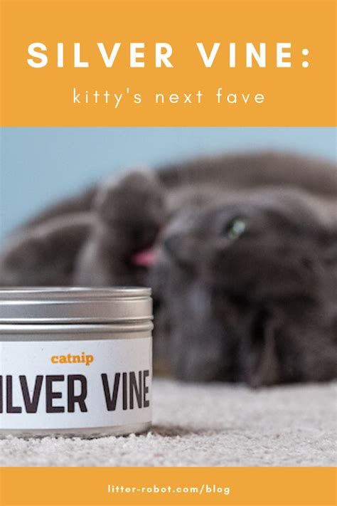 Silver Vine For Cats Kittys Next Fave Litter Robot Blog
