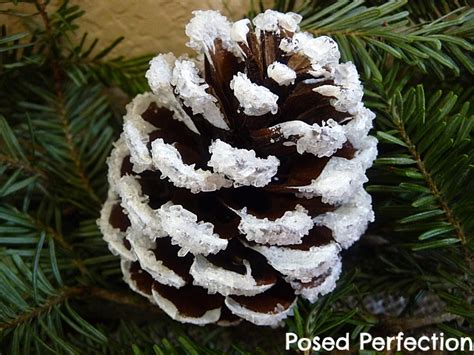 Posed Perfection Diy Snow Frosted Pine Cones Tutorial