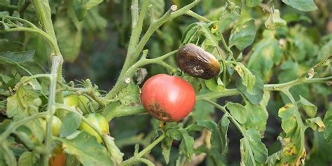 9 Common Tomato Diseases And How To Identify Them Garden Patch