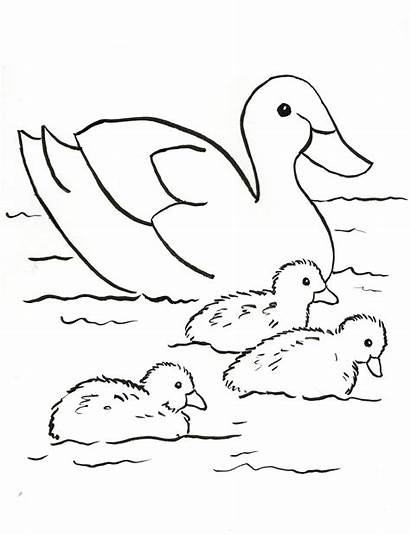 Coloring Duck Ducks