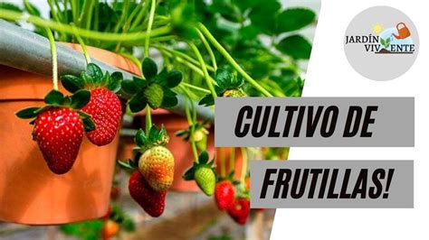 Cómo Cultivar Frutillas O Fresas En Casa Con éxito Todos Sus Cuidados