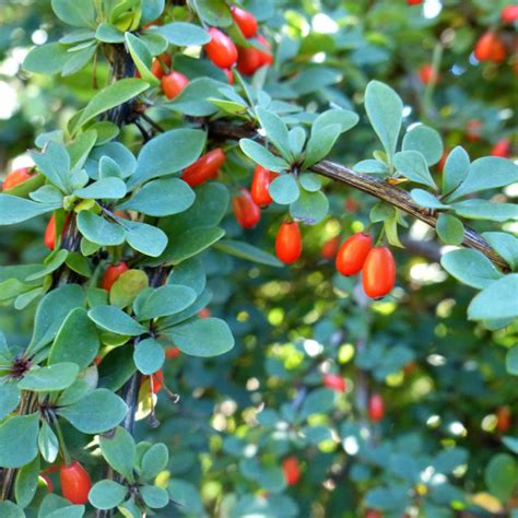 Barberry Planting Pruning And Advice On Caring For It